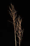 Coastal plain panicgrass